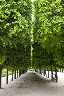 Line of manicured trees in the garden of
