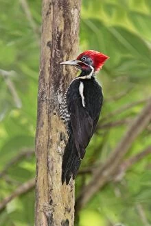 Images Dated 1st April 2009: Lineated Woodpecker