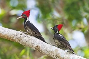Images Dated 1st April 2009: Lineated Woodpecker, Dryocopus lineatus male and female. Nayarit, Mexico in March
