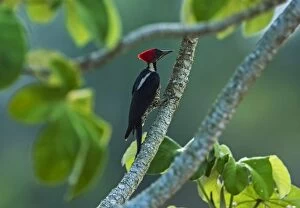 Lineated Woodpecker, Los Llanos, Colombia