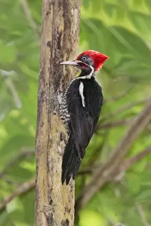 Lineated Woodpecker. Nayarit, Mexico in March