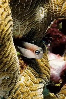 Blenny Prints: Lined blenny (Ecsenius lineatus). Similan Islands, Andaman Sea, Thailand