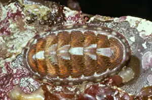 Lined Chiton Moss Beach, California, USA