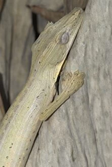 Lined leaf-tailed Gecko