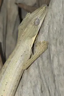 Leaf Tailed Prints: Lined leaf-tailed Gecko. Madagascar
