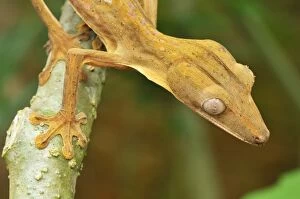 Lined Leaf-tailed Gecko (Uroplatus lineatus)