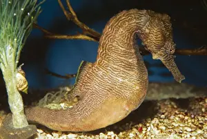 Seahorses Prints: Lined Seahorse - Tropical Western Pacific