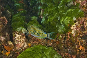 Lined Surgeonfish (Acanthurus lineatus)