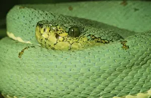 Coiled Prints: Two Lined Tree Viper - Amazon - South America