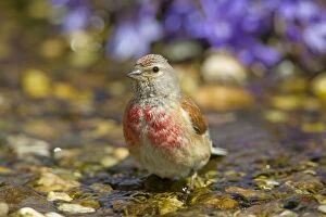 Images Dated 28th June 2015: Linnet bathing male