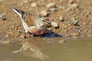 Images Dated 18th May 2013: Linnet - drinking at puddle