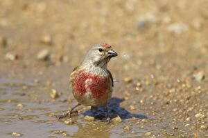 Images Dated 18th May 2013: Linnet - drinking at puddle