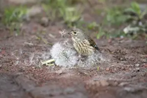 Dandelion Prints: Linnet - female feeding on Dandelion seeds, Lower Saxony, Germany
