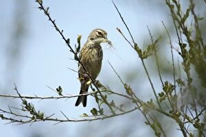 Images Dated 20th April 2009: Linnet - female with nest material in beak, Lower Saxony, Germany