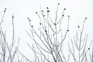 Images Dated 14th February 2009: Linnet - flock perched on bare tree in winter
