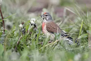 Dandelion Prints: Linnet - male feeding on Dandelion seeds, Lower Saxony, Germany