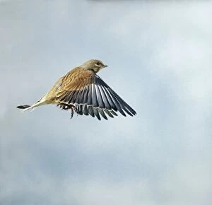 Linnet - Male in flight side view wings down winter plumage
