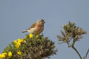 Images Dated 18th May 2013: Linnet - male on Gorse bush in Spring