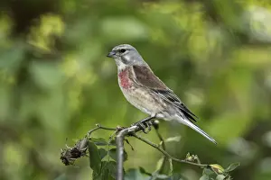 Linnet - male perched on briar, Lower Saxony, Germany