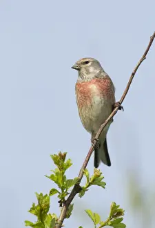 Hawthorn Prints: Linnet - male perched highup on Hawthorn bush in evening sunshine - May - Texel - Netherlands