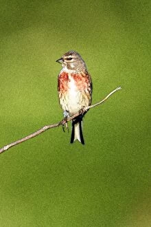 Acanthis Gallery: Linnet - Male sitting on twig