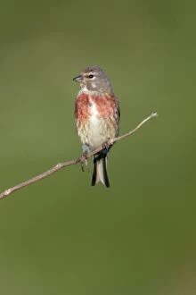 Images Dated 22nd June 2005: Linnet - Male sitting on twig Northumberland, England