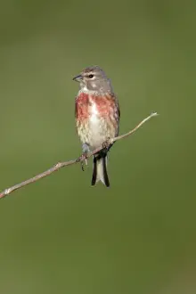 Linnet - Male sitting on twig Northumberland, England