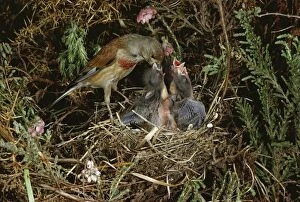 Linnet - At nest feeding young