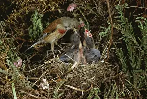 Linnets Prints: Linnet At nest feeding young