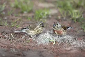 Linnet - pair feeding on Dandelion seeds, Lower Saxony, Germany