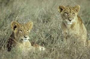Images Dated 8th February 2010: Lion - 2 cubs - resting - Nairobi National Park - Kenya