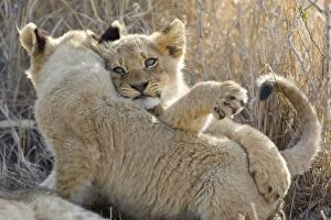 Images Dated 5th August 2008: Lion - 3-4 month old cubs - Mala Mala Reserve - South Africa