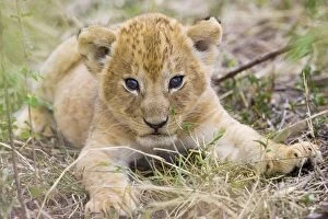 Images Dated 4th November 2005: Lion - 3-4 week old cub - Masai Mara Reserve - Kenya