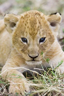 Lions Collection: Lion - 3-4 week old cub - Masai Mara Reserve - Kenya
