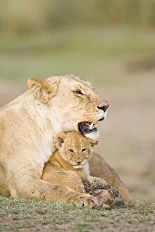 Images Dated 10th December 2005: Lion - 4-5 week old cub with mother