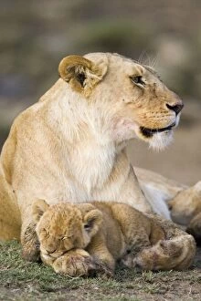 Images Dated 10th December 2005: Lion - 4-5 week old cub with mother