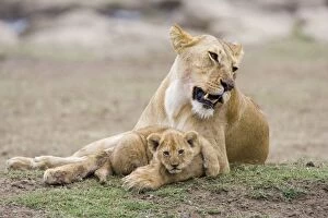 Images Dated 10th December 2005: Lion - 4-5 week old cub with mother - Masai Mara Reserve - Kenya