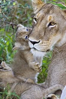 Images Dated 22nd September 2005: Lion - 4 week old cub playing with its mother - Masai Mara Reserve - Kenya