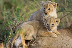Maasai Mara Gallery: Lion - 4 week old cubs on top of mother