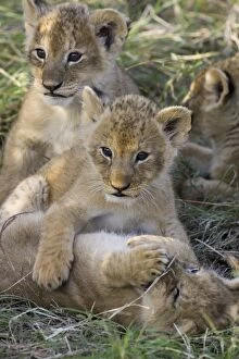 Lion - 4 week old cubs playing