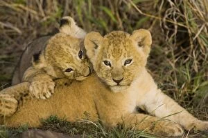 Images Dated 12th November 2005: Lion - 5 week old cubs playing
