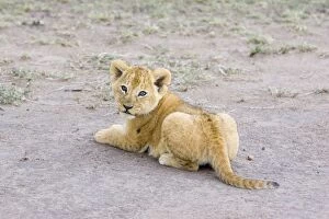 Images Dated 22nd November 2005: Lion - 6-7 week old cub