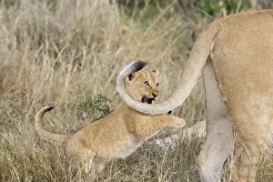 Lion - 6-7 week old cub chasing its mothers tail