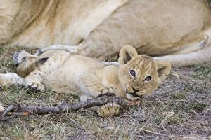 Images Dated 30th November 2005: Lion - 7-8 week old cubs playing with stick