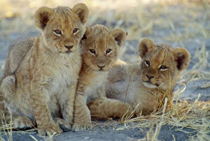 Families Collection: Lion - 8 week old cubs Botswana, Africa