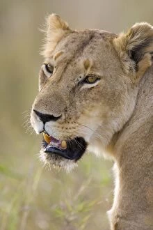 Images Dated 17th November 2005: Lion - adult female