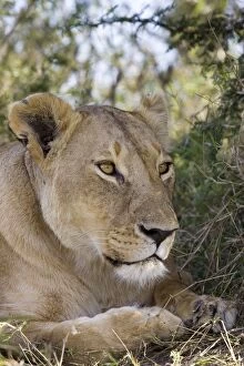 Lion - adult female watching prey