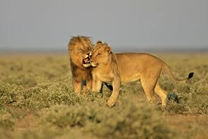 Lion - adult male reprimanding a young one