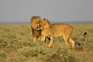 Lion adult male reprimanding a young one Etosha National Park, Namibia, Africa