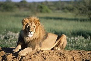Images Dated 13th July 2007: Lion Africa